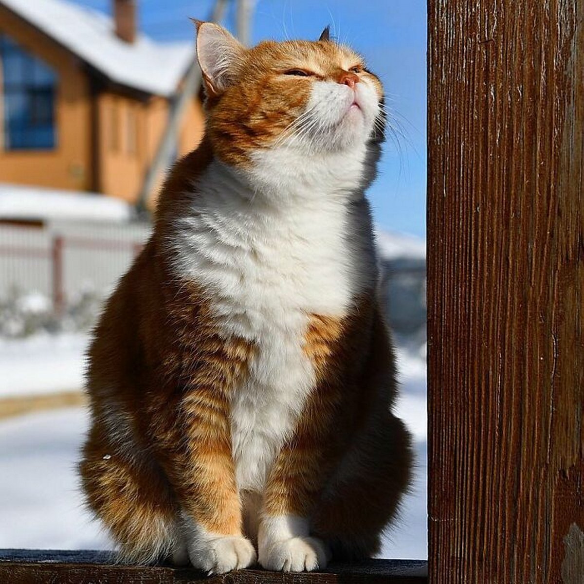 Кот ждет весну. Мартовский кот. Коты весной. Кот в ожидании весны.