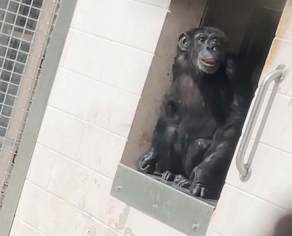 Après avoir passé la majeure partie de sa vie enfermée, Vanilla le chimpanzé a été transférée au sanctuaire Save the Chimps, où elle a retrouvé sa liberté.