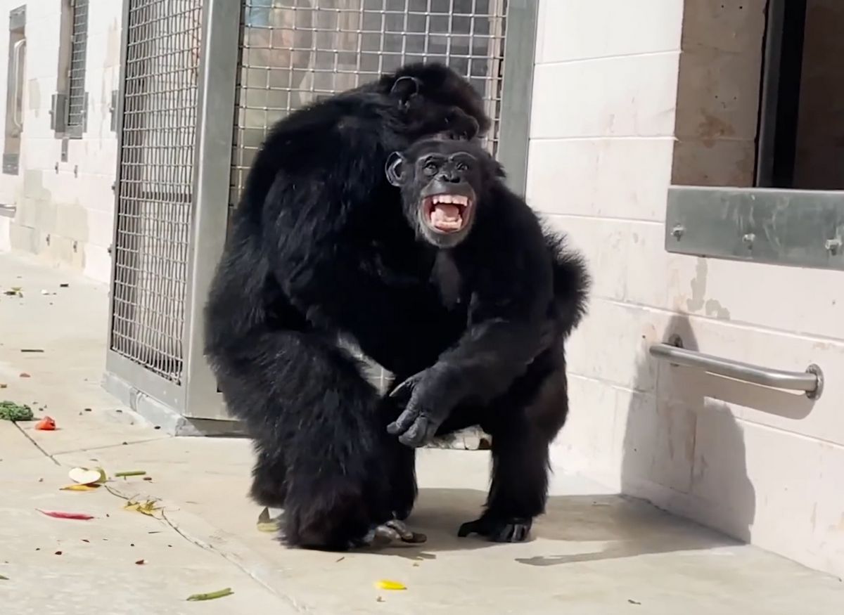 Vanilla s’est émerveillée devant l’immensité du ciel, ce qui l’a poussée à embrasser son compagnon chimpanzé, Dwight.