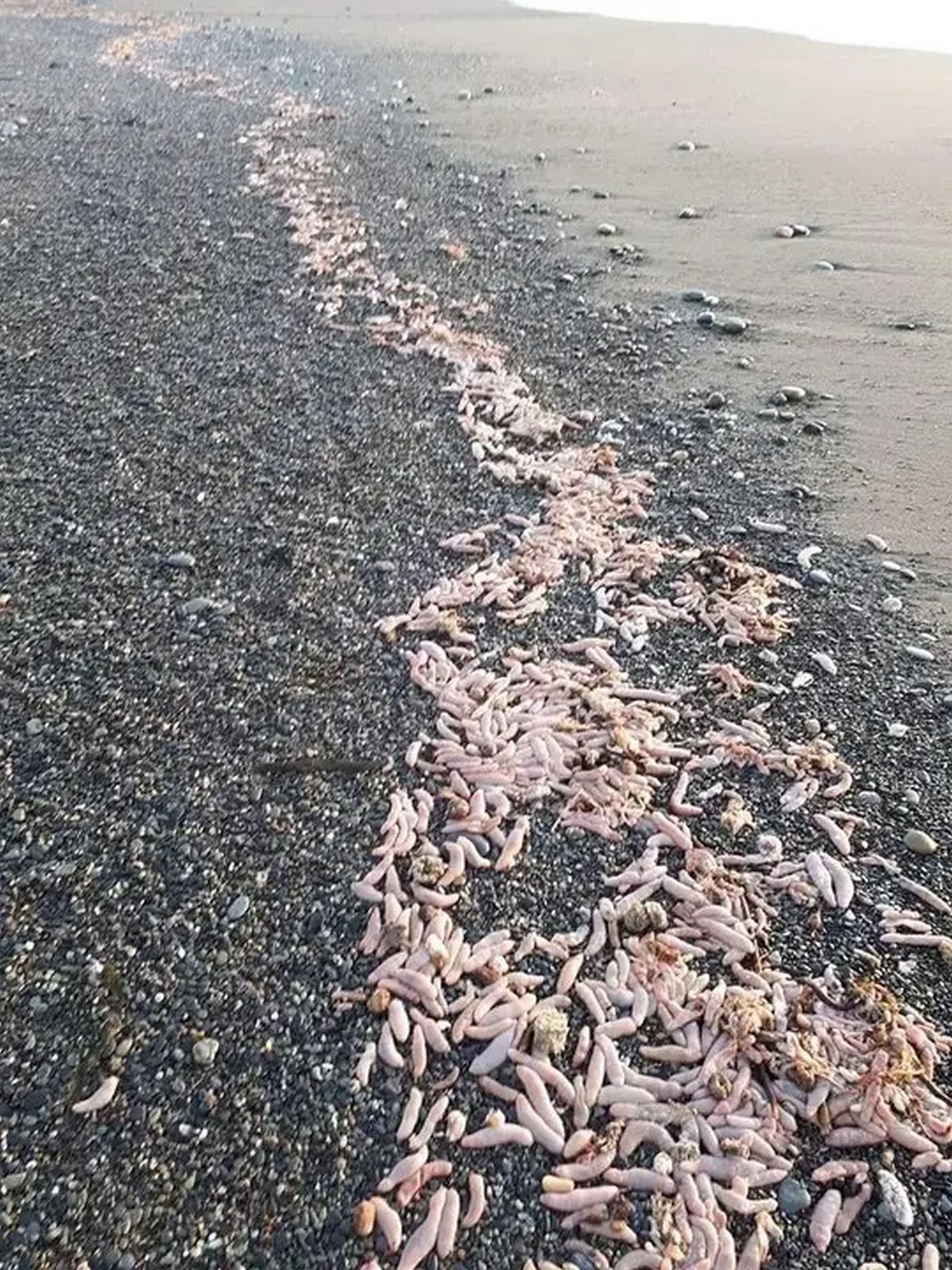Une plage de Río Grande, en Argentine, est aujourd’hui parsemée de milliers de poissons pénis de 25 cm de long qui se sont échoués sur le rivage.