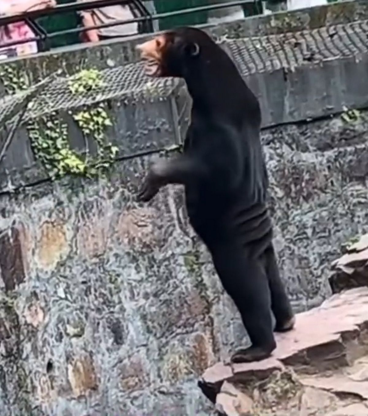 Sur X, une vidéo étrange a été diffusée, montrant un ours à l’apparence inhabituelle, se tenant debout sur ses pattes arrière et s’engageant avec la foule.