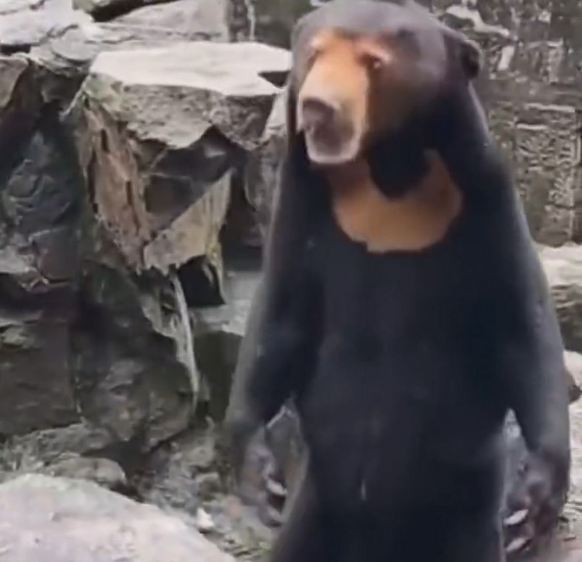 Le zoo de Hangzhou a réfuté toute affirmation suggérant que son ours était en fait un humain portant un costume.