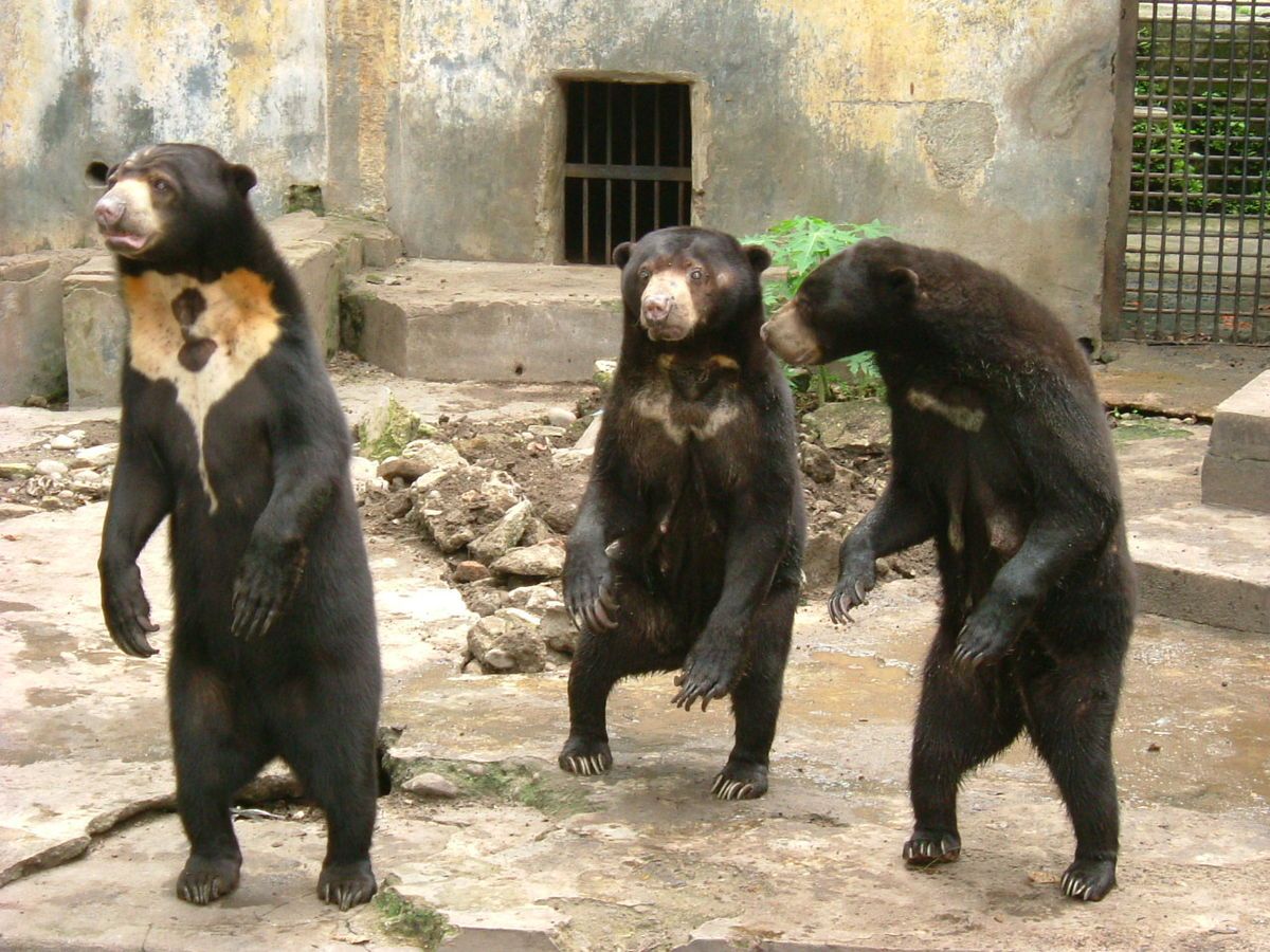 Connu pour la marque en forme de croissant qu’il porte sur la poitrine, l’ours malais est la plus petite espèce d’ours.