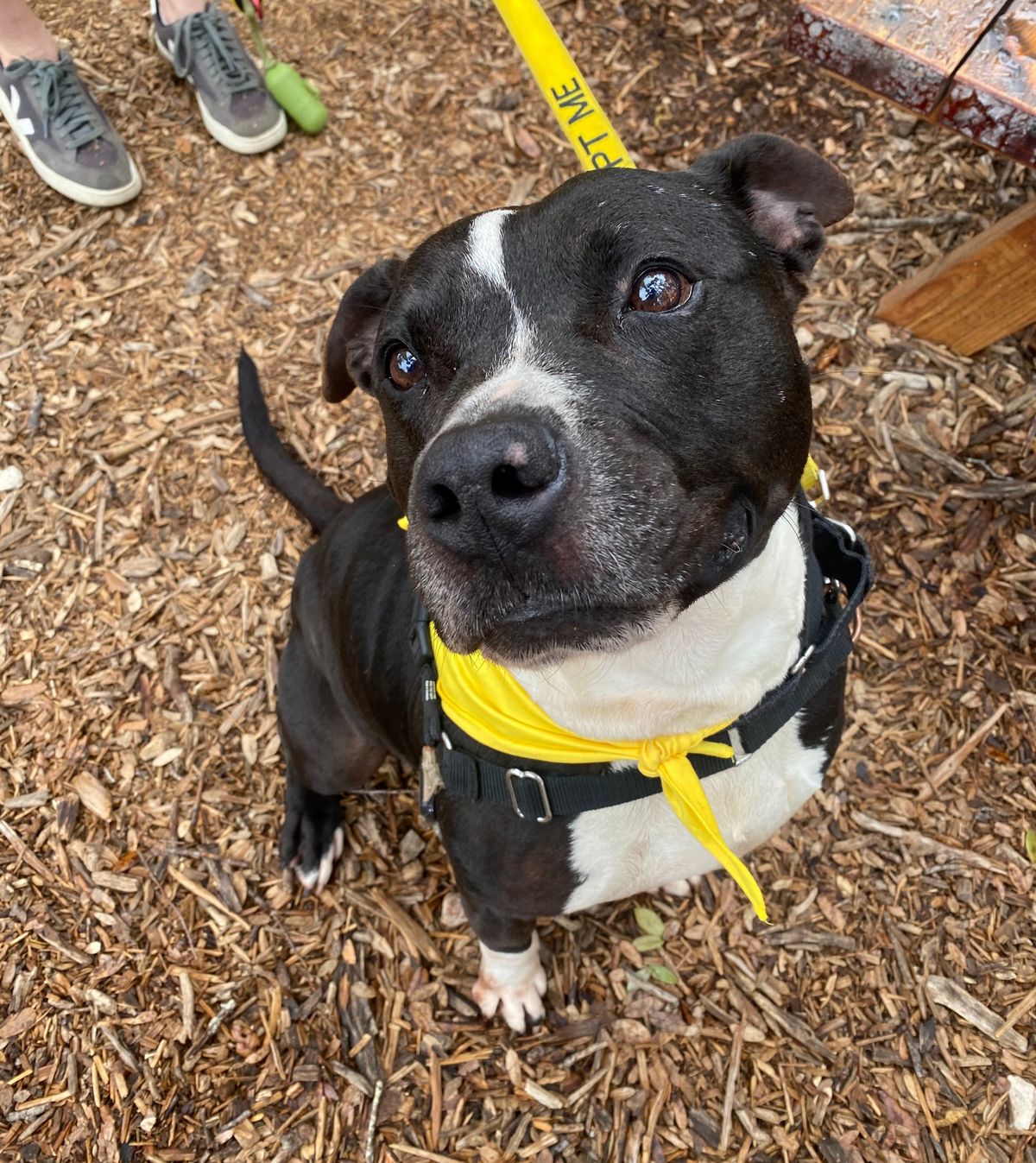 Drogo, un pitbull de 2 ans, attendait un nouveau foyer depuis plus de 500 jours.