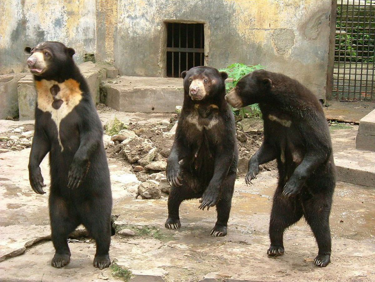 Le zoo de Hangzhou a répondu aux spéculations en expliquant le caractère unique des ours malais.