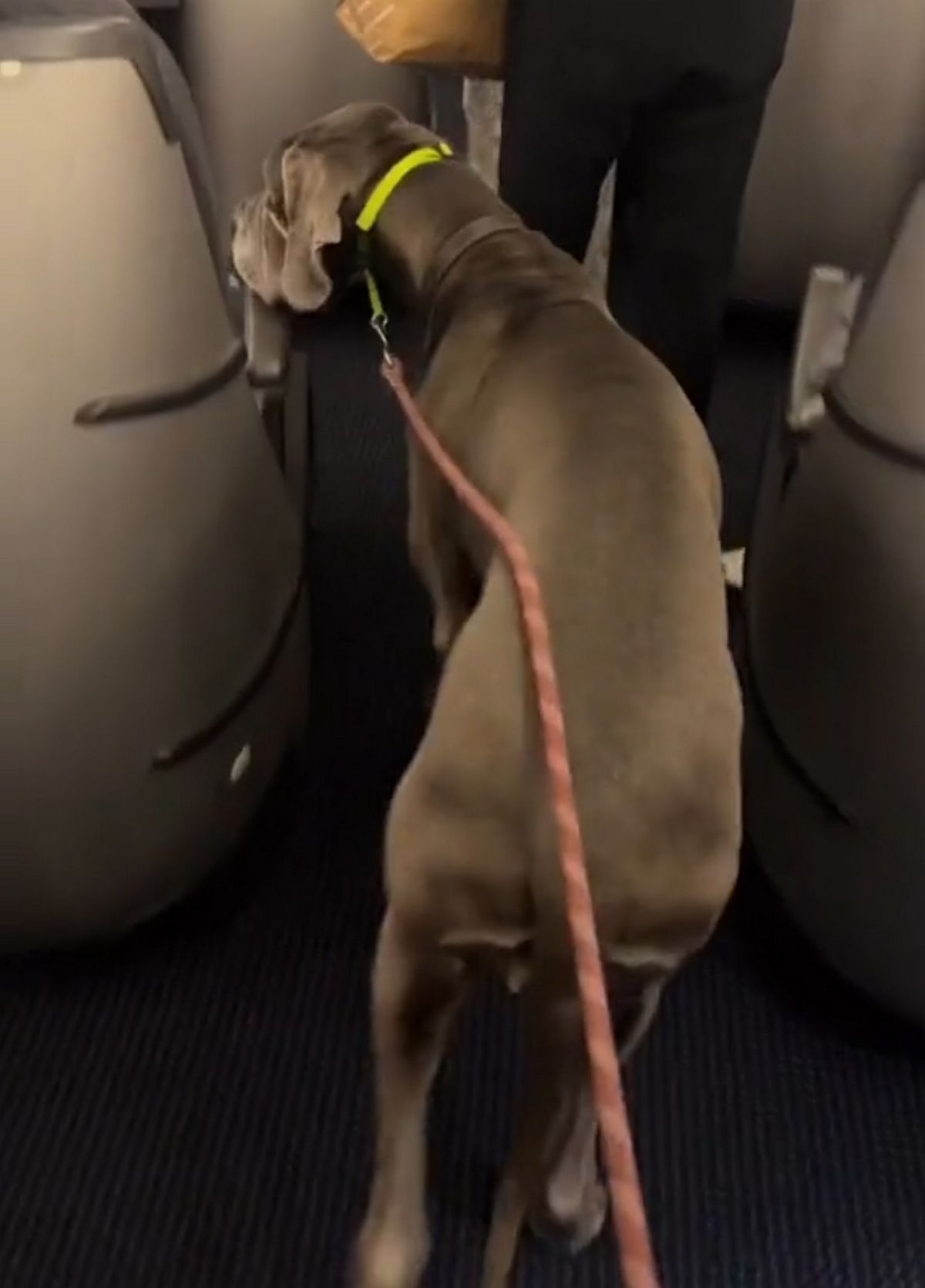 Le dogue allemand de Gabriel a étonné tout le monde en montant à bord d'un avion, nécessitant trois sièges.