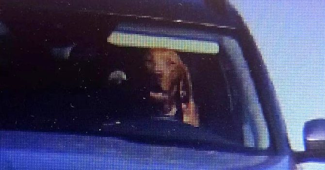 Un chien repéré au volant d’une voiture en mouvement