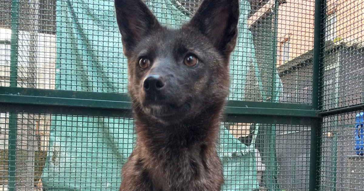 Au Brésil, un hybride chien-renard appelé « dogxim » a été découvert après avoir été heurté par une voiture.