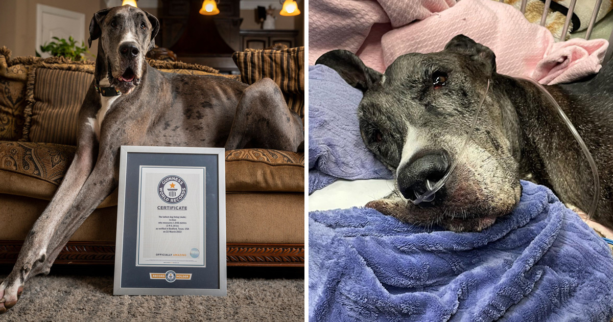 Zeus, un dogue allemand, détenait le record du monde Guinness du chien le plus grand depuis 2022, mesurant 1,046 m. Malheureusement, il est décédé des suites d'un cancer des os. Crédit photo : @zeus_king_dane / Instagram