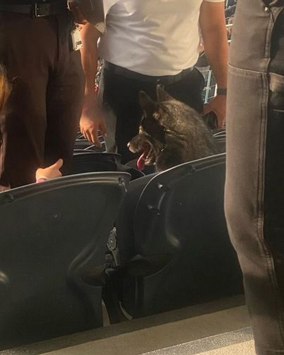 Un adorable chien nommé Storm s'est faufilé dans le concert à guichets fermés de Metallica au SoFi Stadium le 25 août, attirant l'attention de tous.
