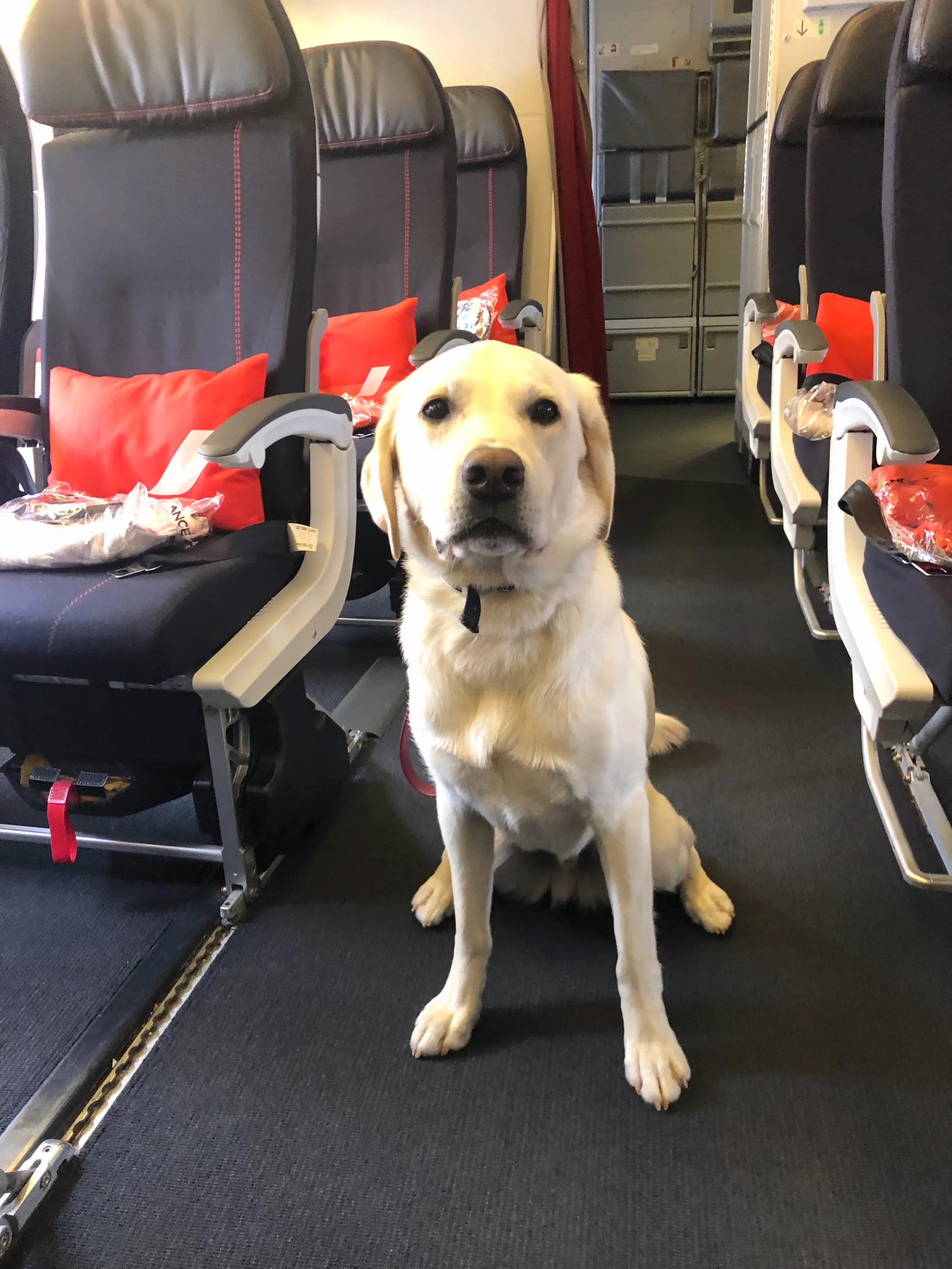 M. et Mme Press avaient des sièges premium en classe économique pour leur voyage, mais ils étaient assis à côté d'un chien de soutien émotionnel qui reniflait et pétait constamment.