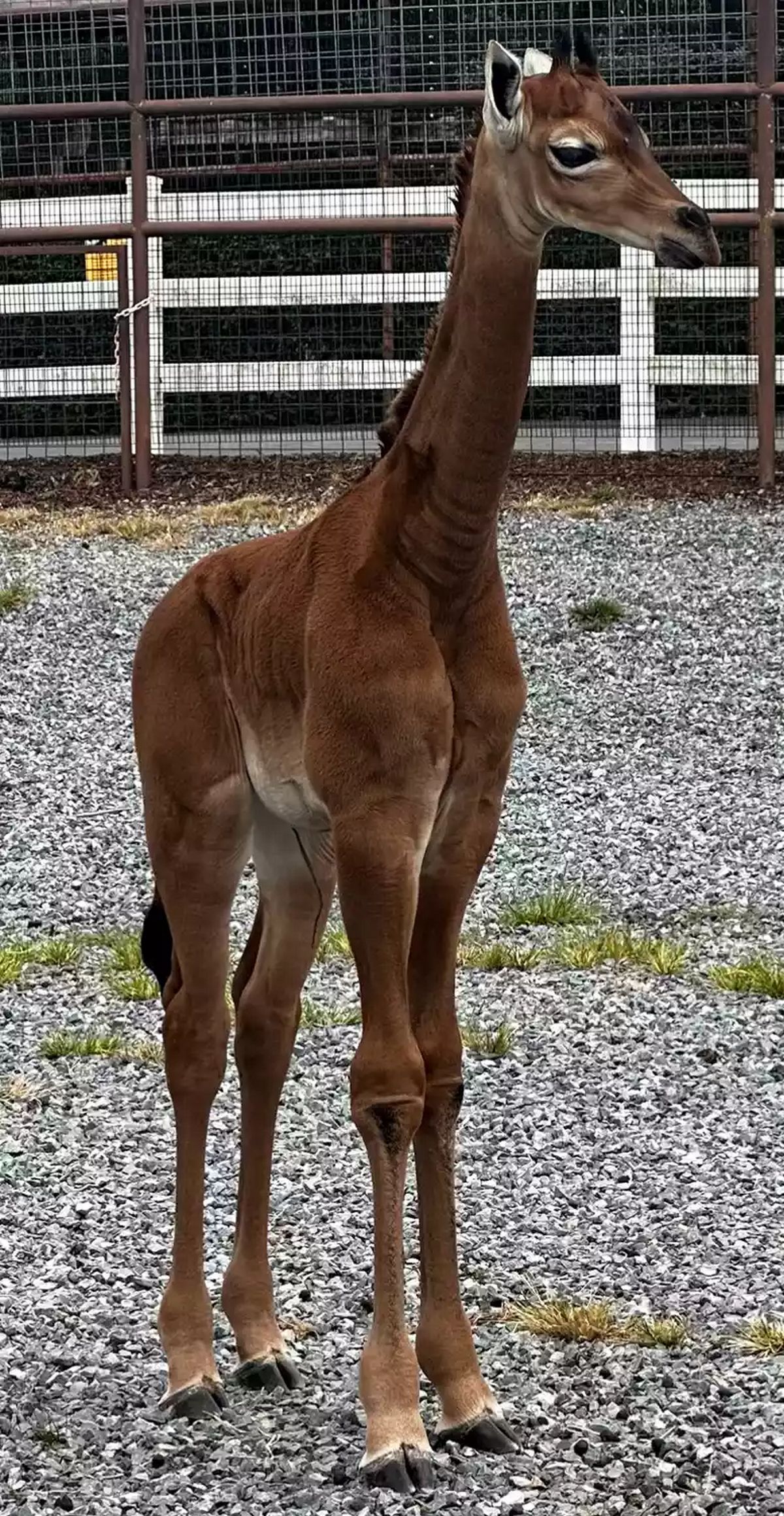 Une rarissime girafe sans tache a été baptisée au Brights Zoo. On pense qu'elle est la seule girafe de cette couleur sur Terre.