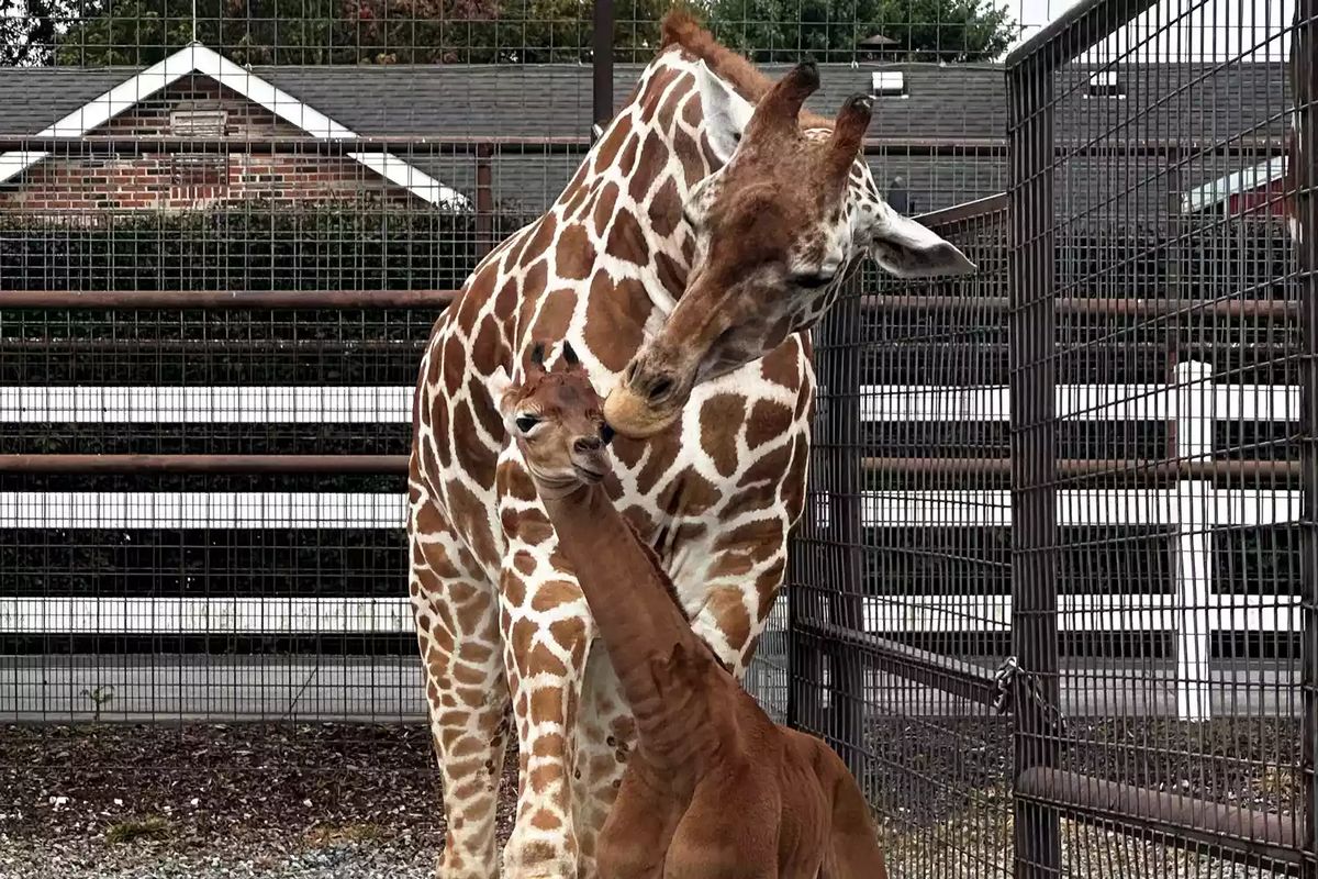 Le zoo a demandé au public de l'aider à nommer la girafe et a proposé quatre options : Kipekee, Firyali, Shakiri et Jamella.