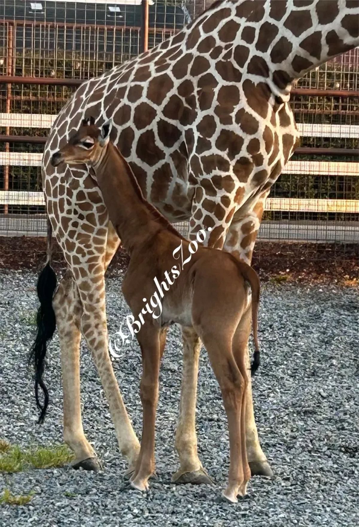 Dans la nature, les taches et les motifs des girafes servent à la fois de camouflage et de thermorégulation.