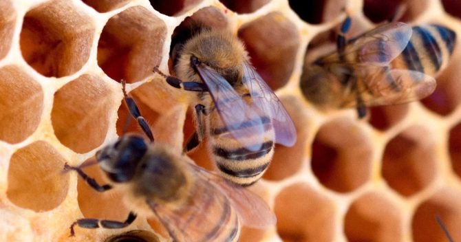 Un homme crée un corridor de 29 kilomètres pour 3,2 millions d’abeilles – mais à quoi sert-il ?