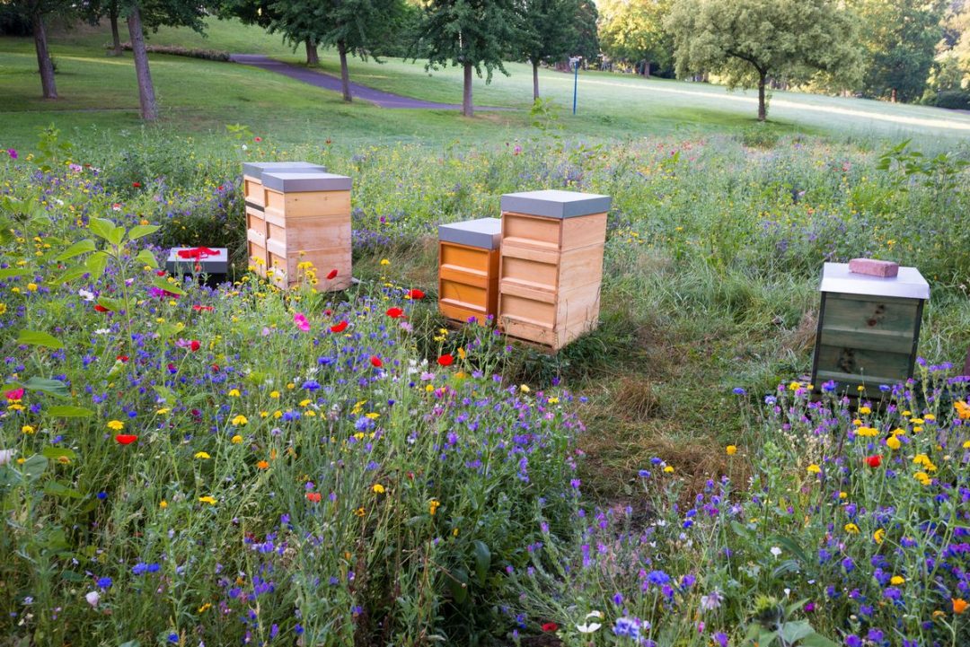 https://www.ipnoze.com/wp-content/uploads/2023/09/homme-cree-corridor-pour-abeilles-steve-barrett-003-1080x721.jpg