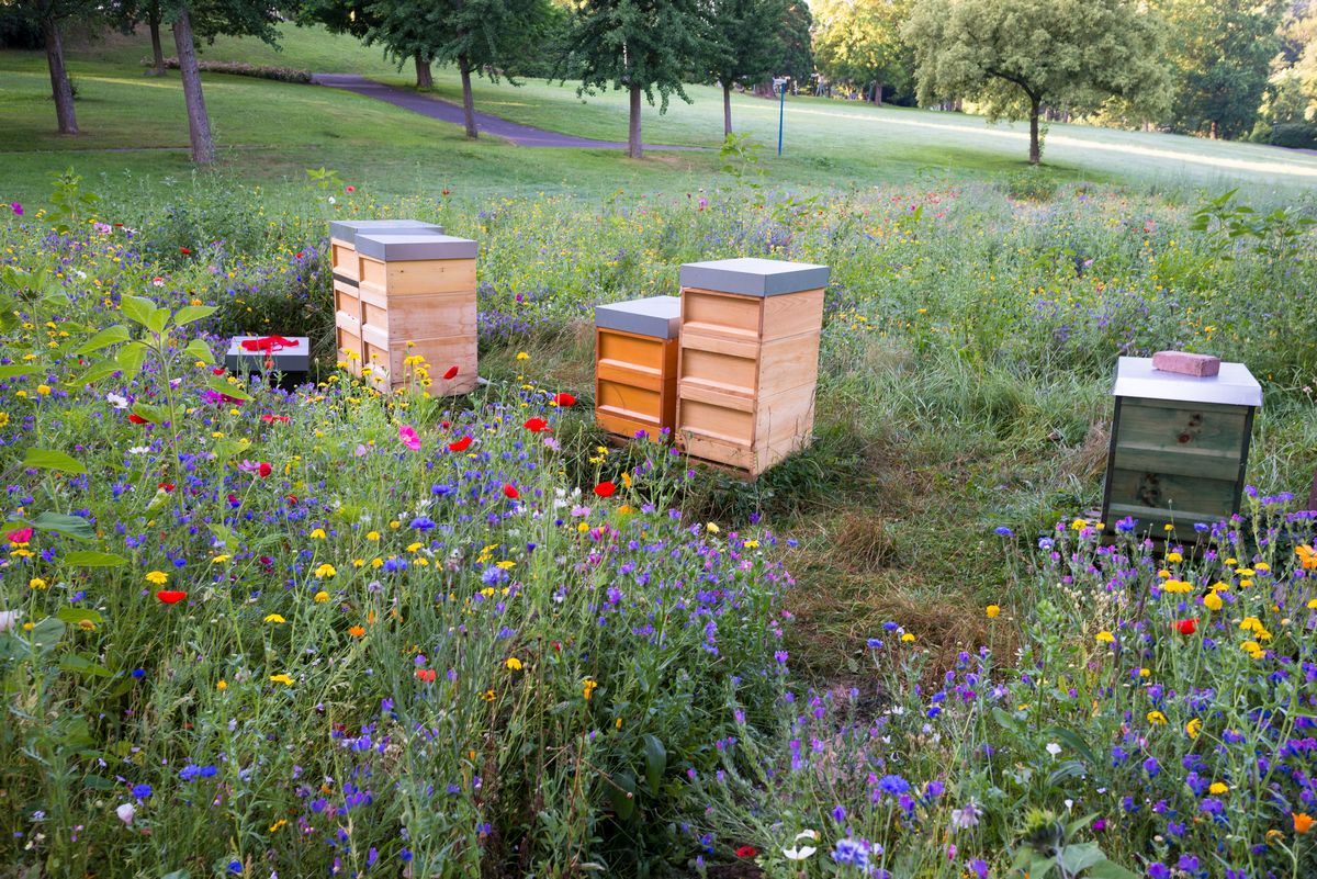 Steve entretient une quarantaine de ruches avec 3,2 millions d'abeilles. Il souligne l'importance des abeilles en tant que pollinisateurs.