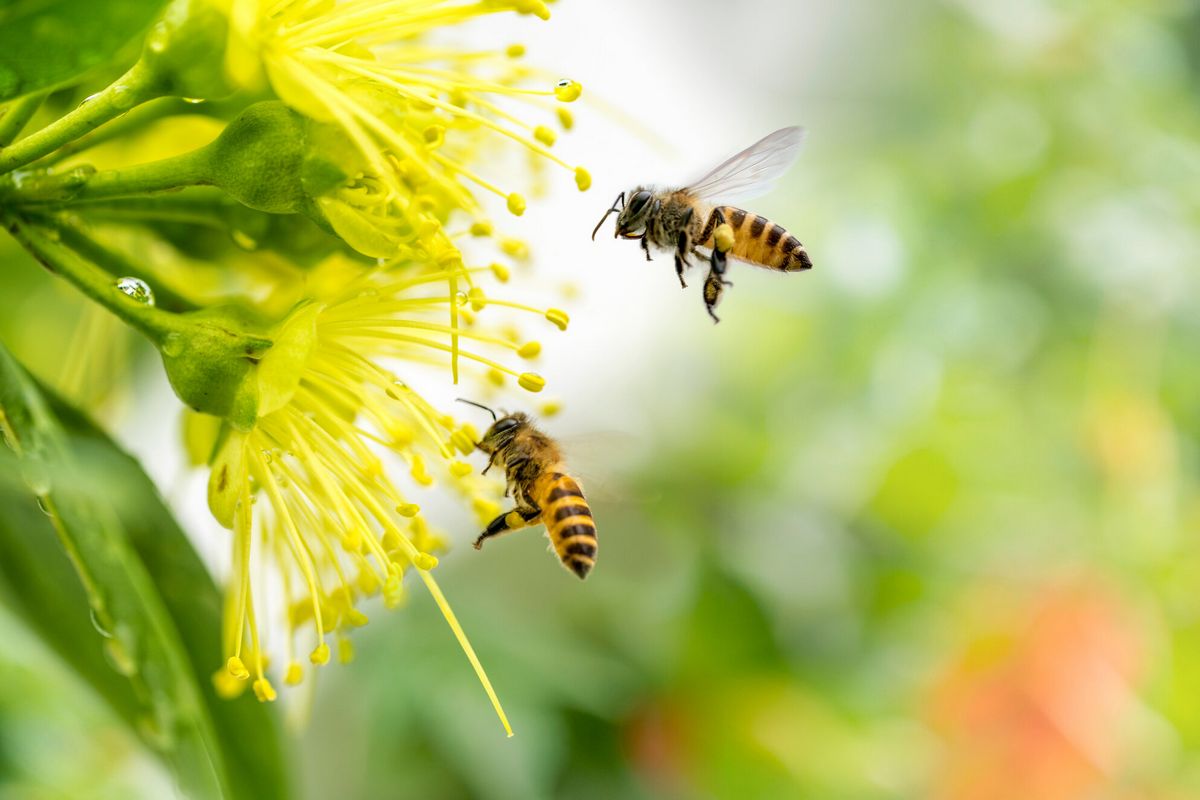 Les corridors écologiques permettent aux abeilles de se déplacer entre les habitats, en collectant du nectar en chemin. 