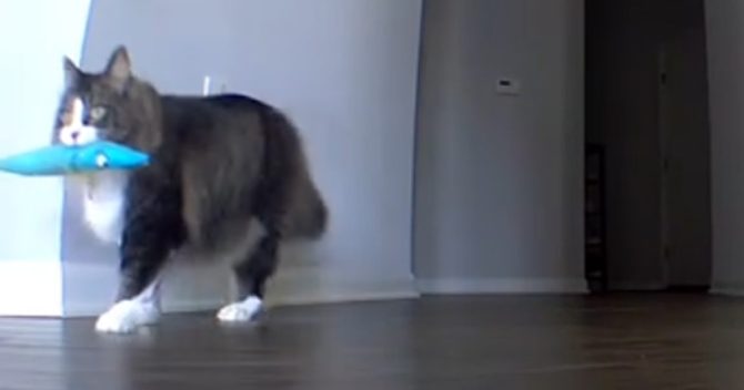 Un propriétaire de chat a envisagé d'écourter ses vacances lorsque son chat, Pawl, a miaulé tristement devant la caméra.