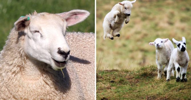 Des moutons affamés dévorent 270 kg de cannabis et « sautent plus haut que les chèvres »