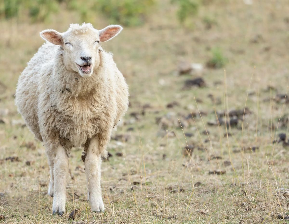 Le berger, déconcerté, a remarqué un comportement étrange chez les moutons après qu'ils ont mangé le cannabis.