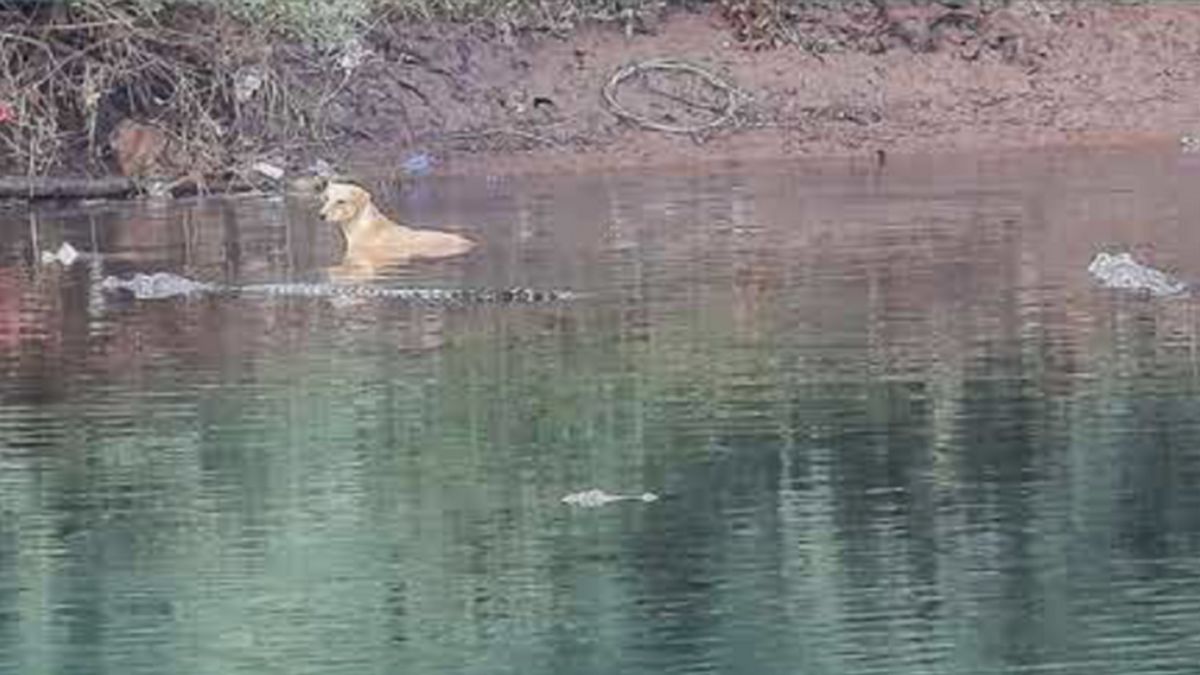 Un chien errant a rencontré trois crocodiles des marais lorsqu'il est entré dans la rivière à Maharashtra, en Inde. Étonnamment, les reptiles ont guidé le chien en lieu sûr au lieu de l'attaquer.