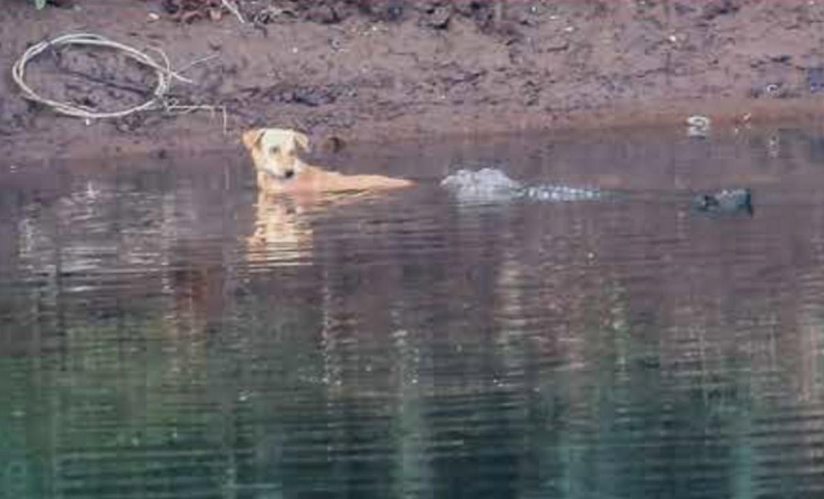 Le comportement des crocodiles a laissé les experts perplexes, car ils auraient pu facilement manger le chien.