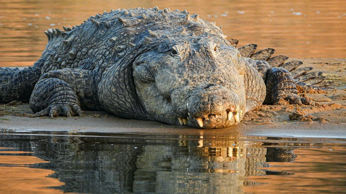Les scientifiques ont suggéré que l'empathie émotionnelle pouvait expliquer les actions de ces crocodiles des marais.