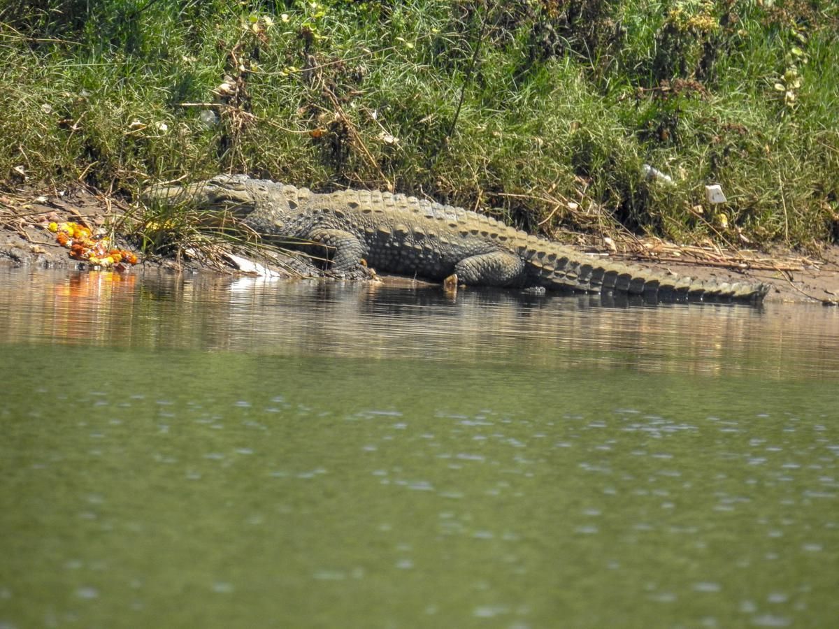Les chercheurs ont également noté qu'en Inde, les crocodiles des marais s'intéressent aux soucis, peut-être en raison de leurs propriétés protectrices.