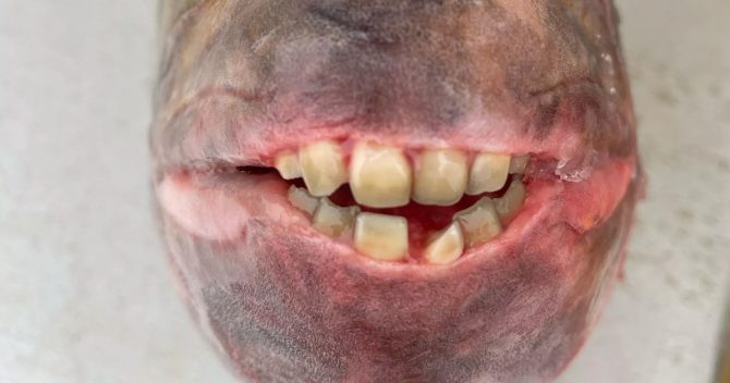 Un pêcheur attrape un poisson avec des « dents humaines » et laisse les gens perplexes