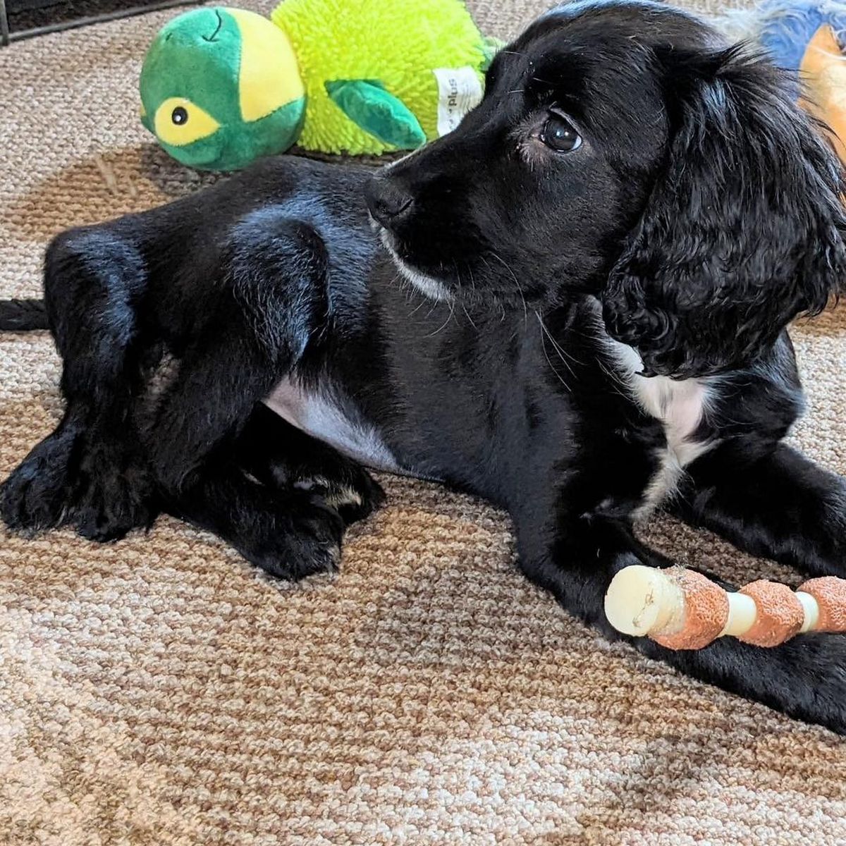 Le chiot a été trouvé abandonné dans un parking et amené à un cabinet vétérinaire local.