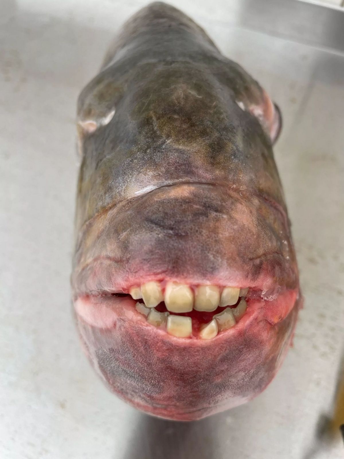 Ce poisson, connu sous le nom de rondeau mouton, est difficile à attraper et est célèbre pour ses dents adaptées à son régime alimentaire.